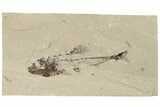 Cretaceous Fish (Spaniodon) With Pos/Neg - Lebanon #200636-4